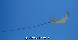 Spotted Eagle ray at Marsa Mubarak, Shot with sony W-300 ... by Pietro Formis 